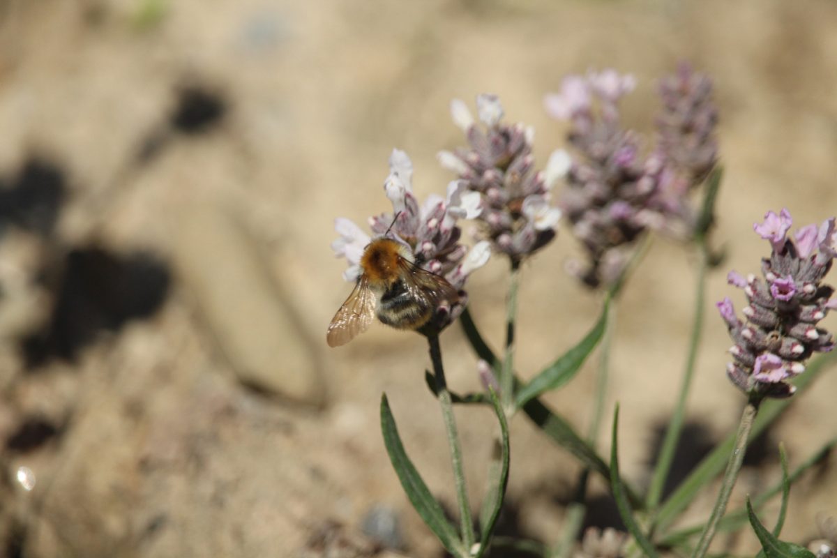 Eine Hummel an einer Lavendelblüte