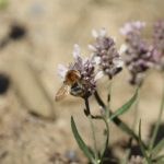 Eine Hummel an einer Lavendelblüte